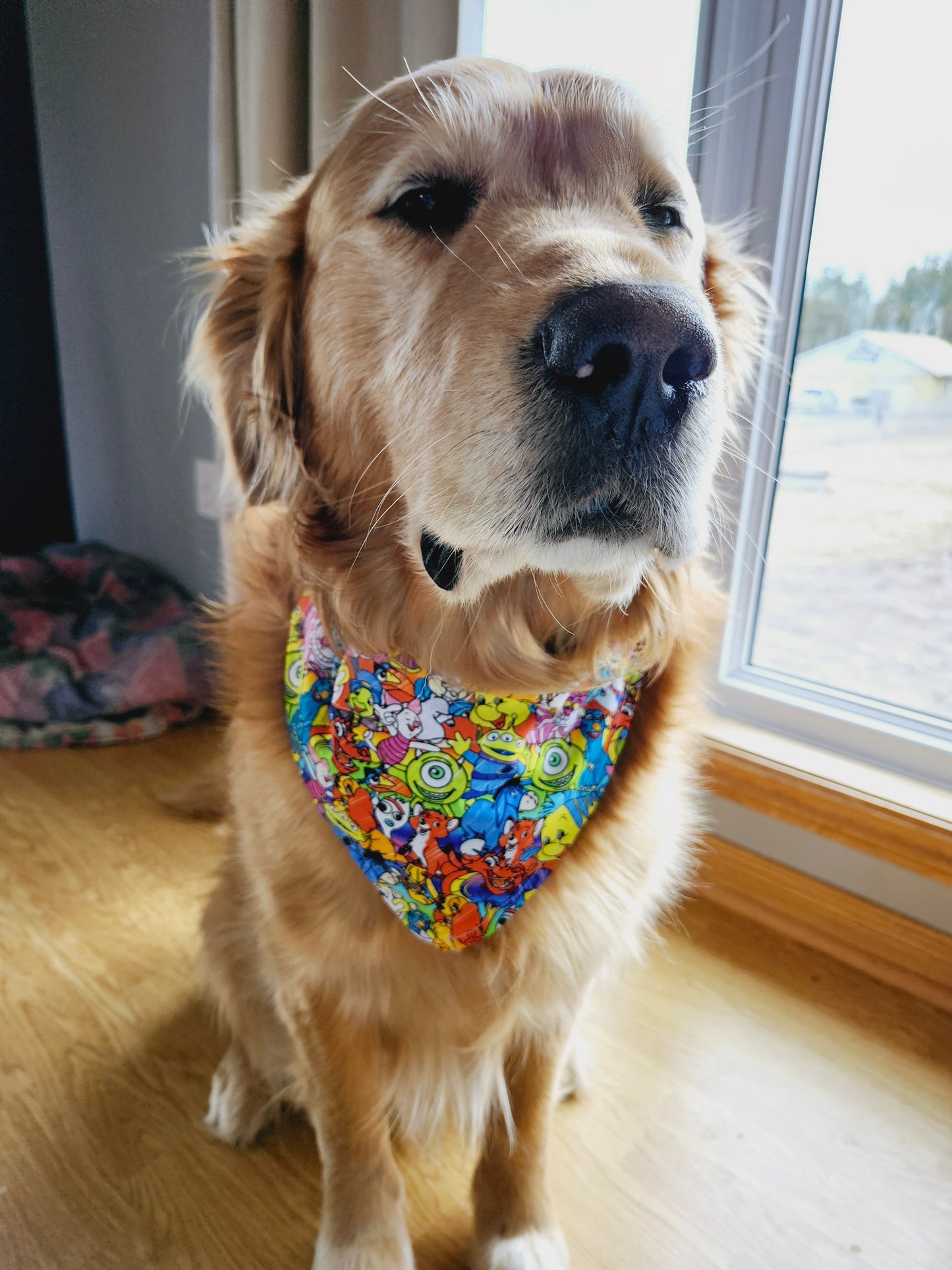 Magical Sidekicks Pet Over the Collar Pet Bandanas