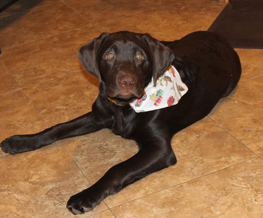 Christmas Themed Over the Collar Pet Bandanas