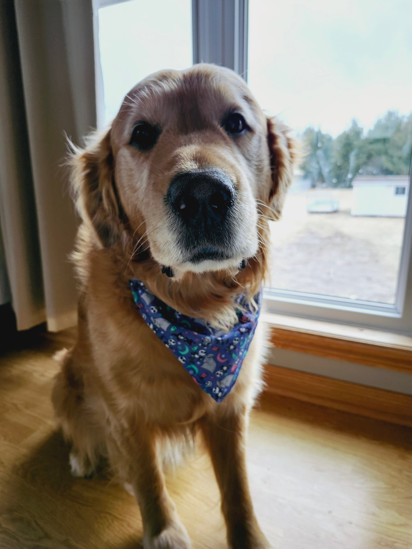 Nightmare Before Christmas Over the Collar Dog Bandana