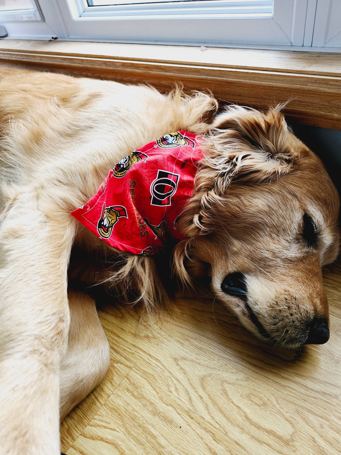 NHL Over the Collar Pet Bandanas