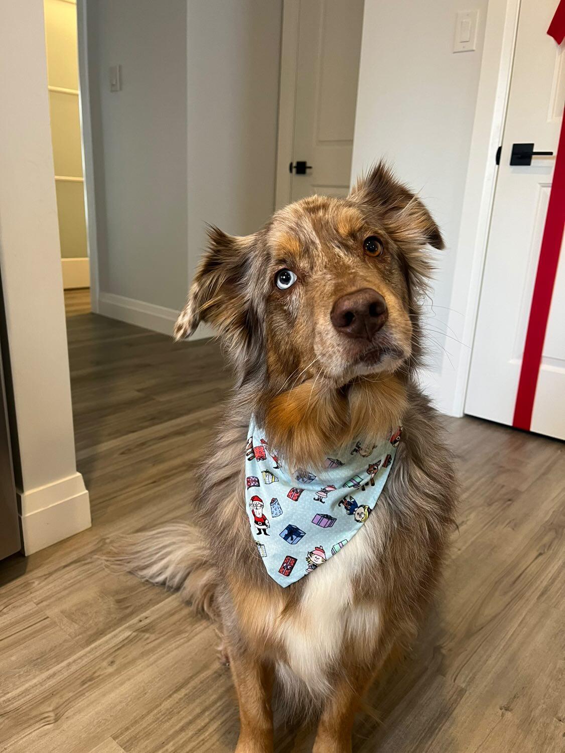 Christmas Themed Over the Collar Pet Bandanas